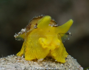 Title: "Golden nugget" Name of species: Tylodina pervesa. by Athanassios Lazarides 